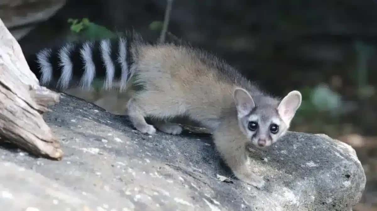 Câmeras flagram mamífero raro em floresta de Idaho