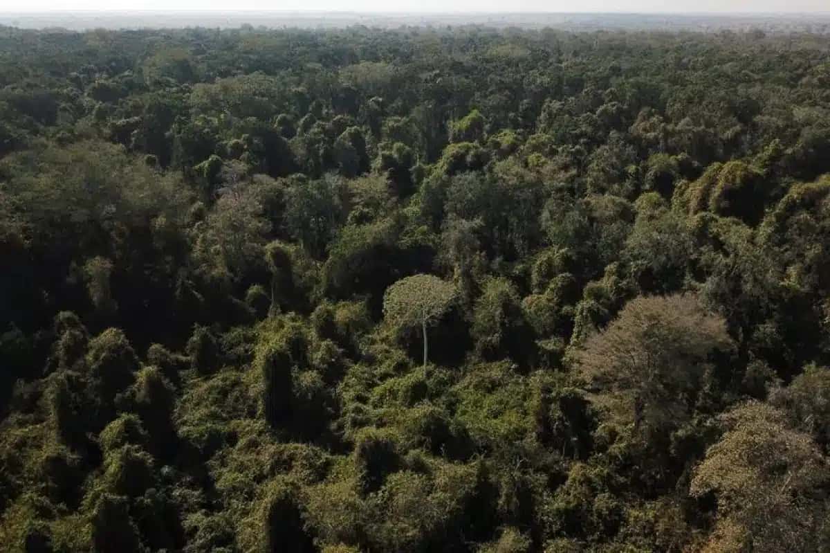Programa prevê compra de créditos de carbono a partir de recuperação de áreas degradadas na Amazônia