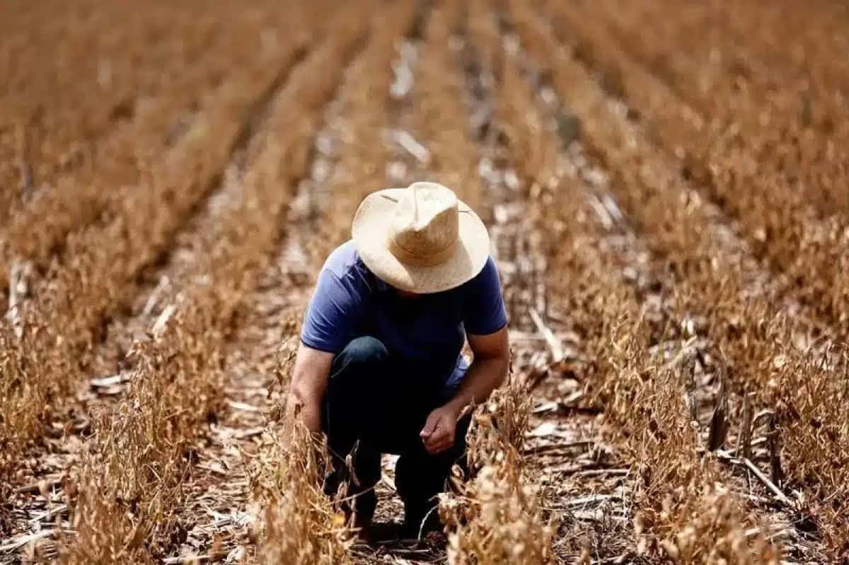 Plantação de soja em Espumoso (RS)