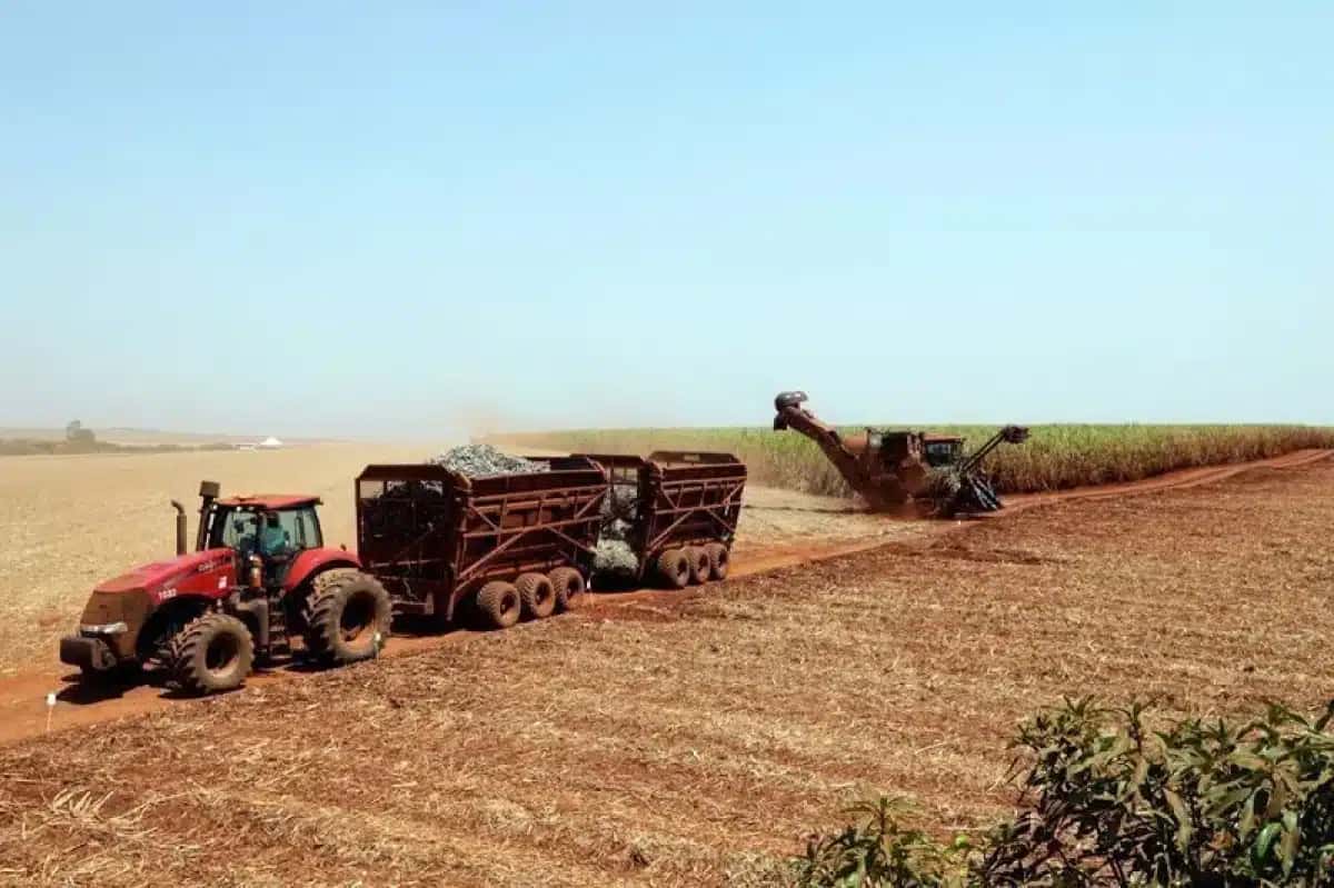 Um caminhão transporta cana-de-açúcar em um campo na usina de açúcar São Martinho, em Pradópolis