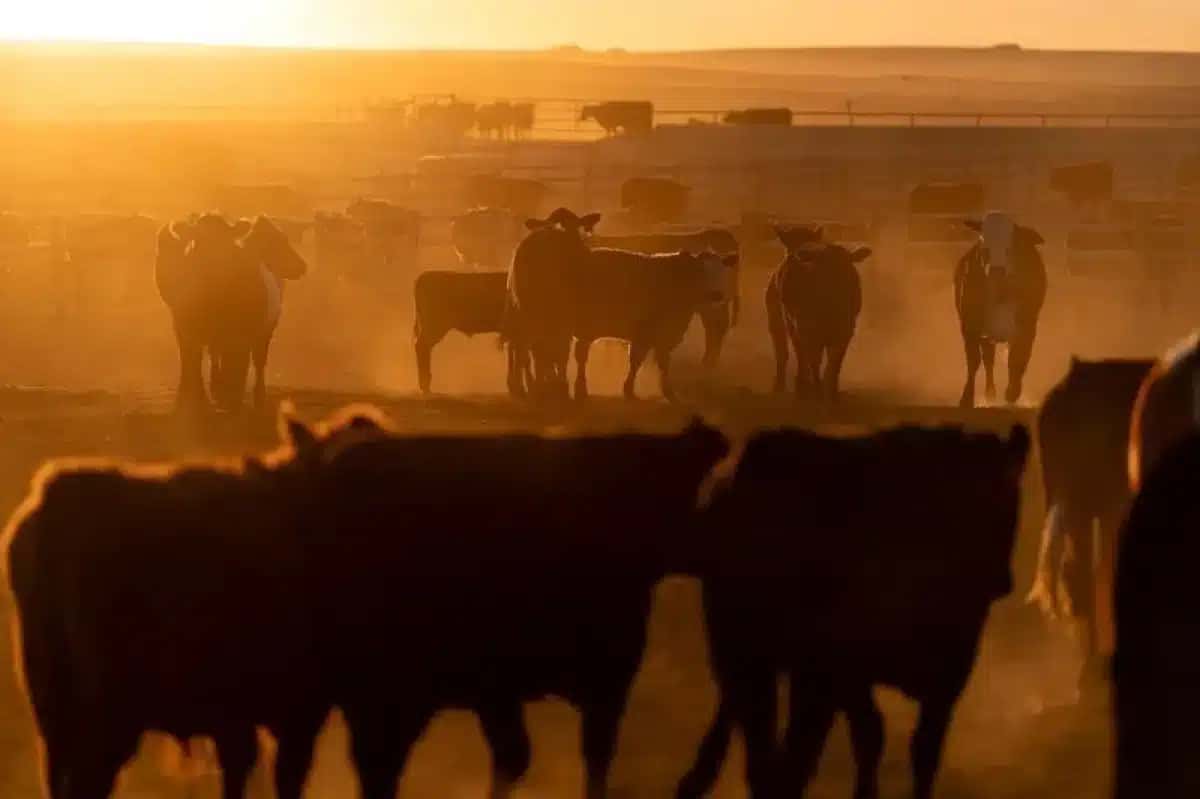 Produtores de carne bovina dos EUA esperam que o acesso à China esteja no cardápio da cúpula Trump-Xi