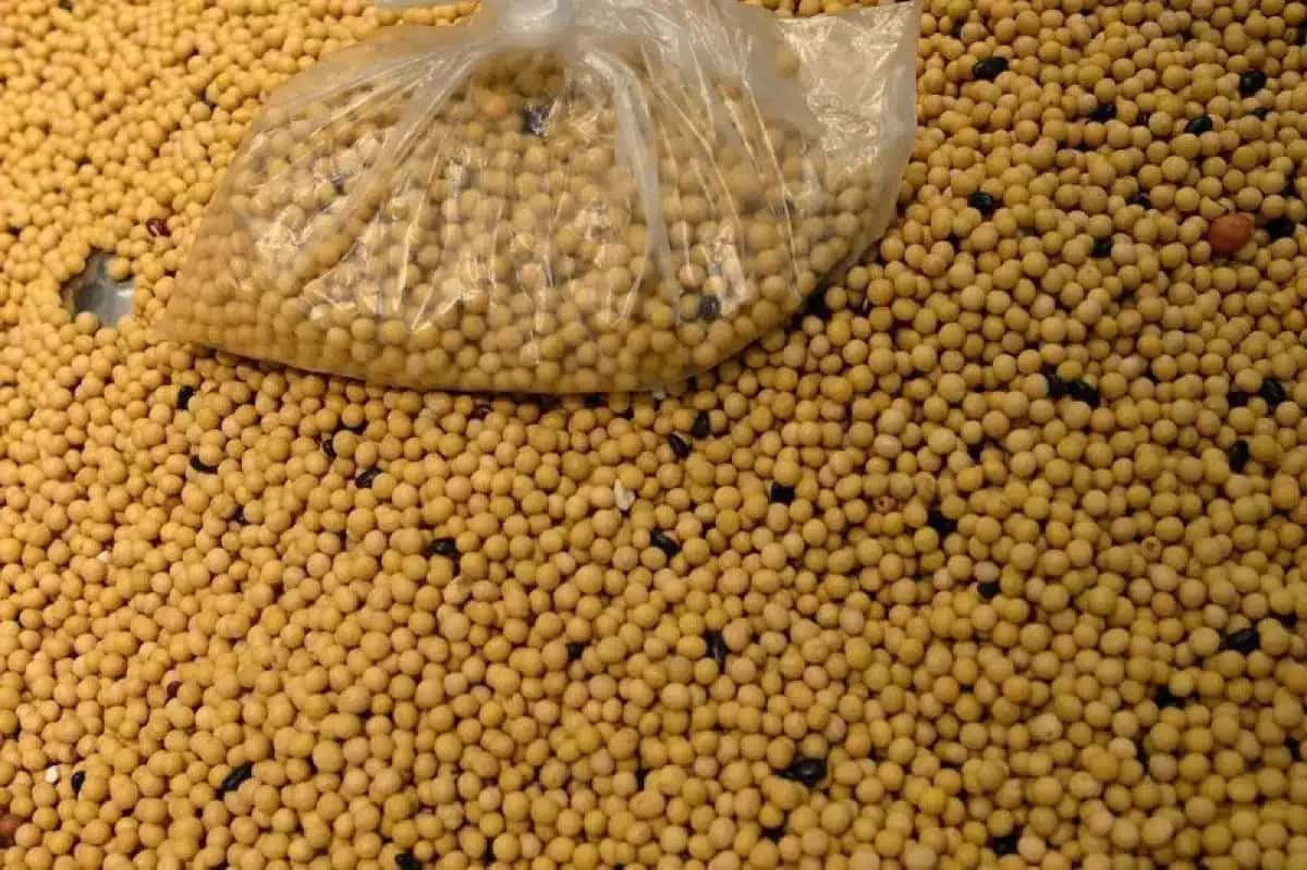 Carga de soja