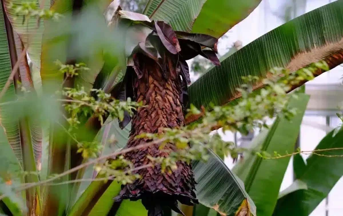 Há pouco apetite pelo fruto com sementes do ensete
