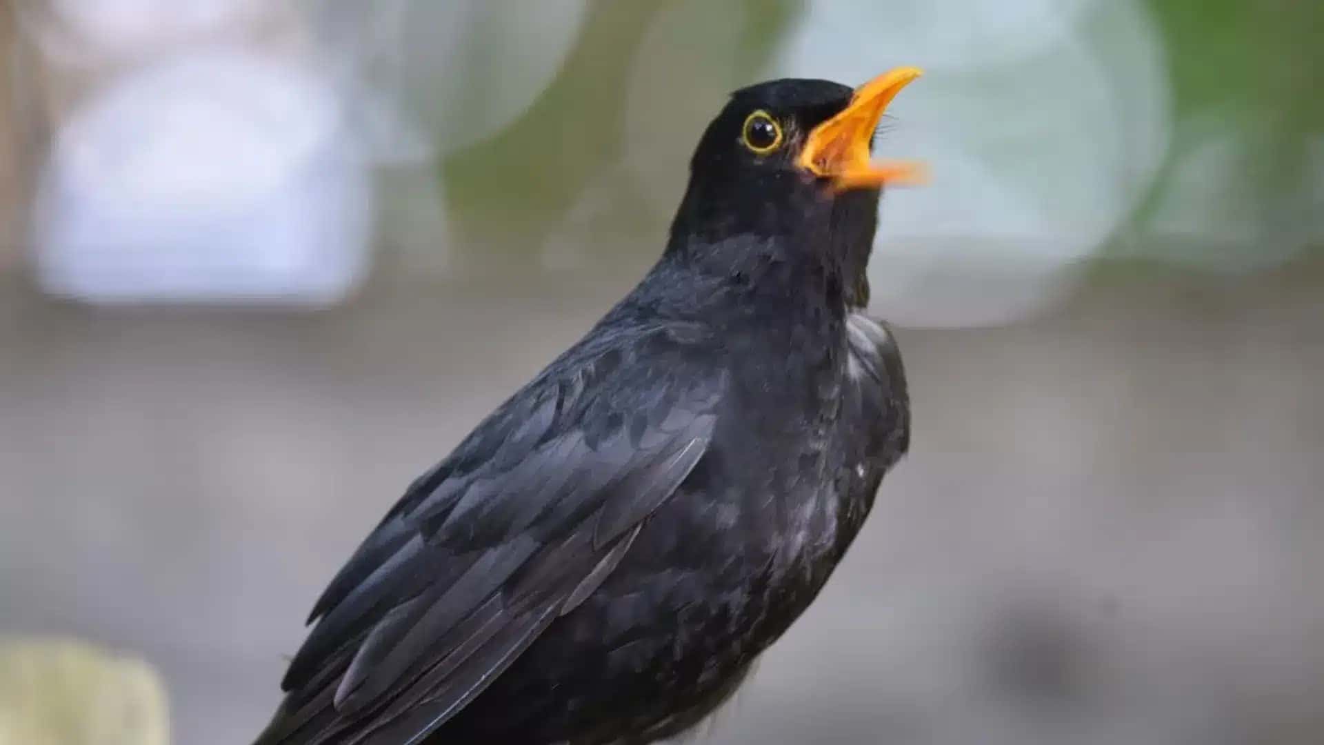 O melro-preto, cientificamente conhecido como Turdus merula, ficou em primeiro lugar em um novo estudo