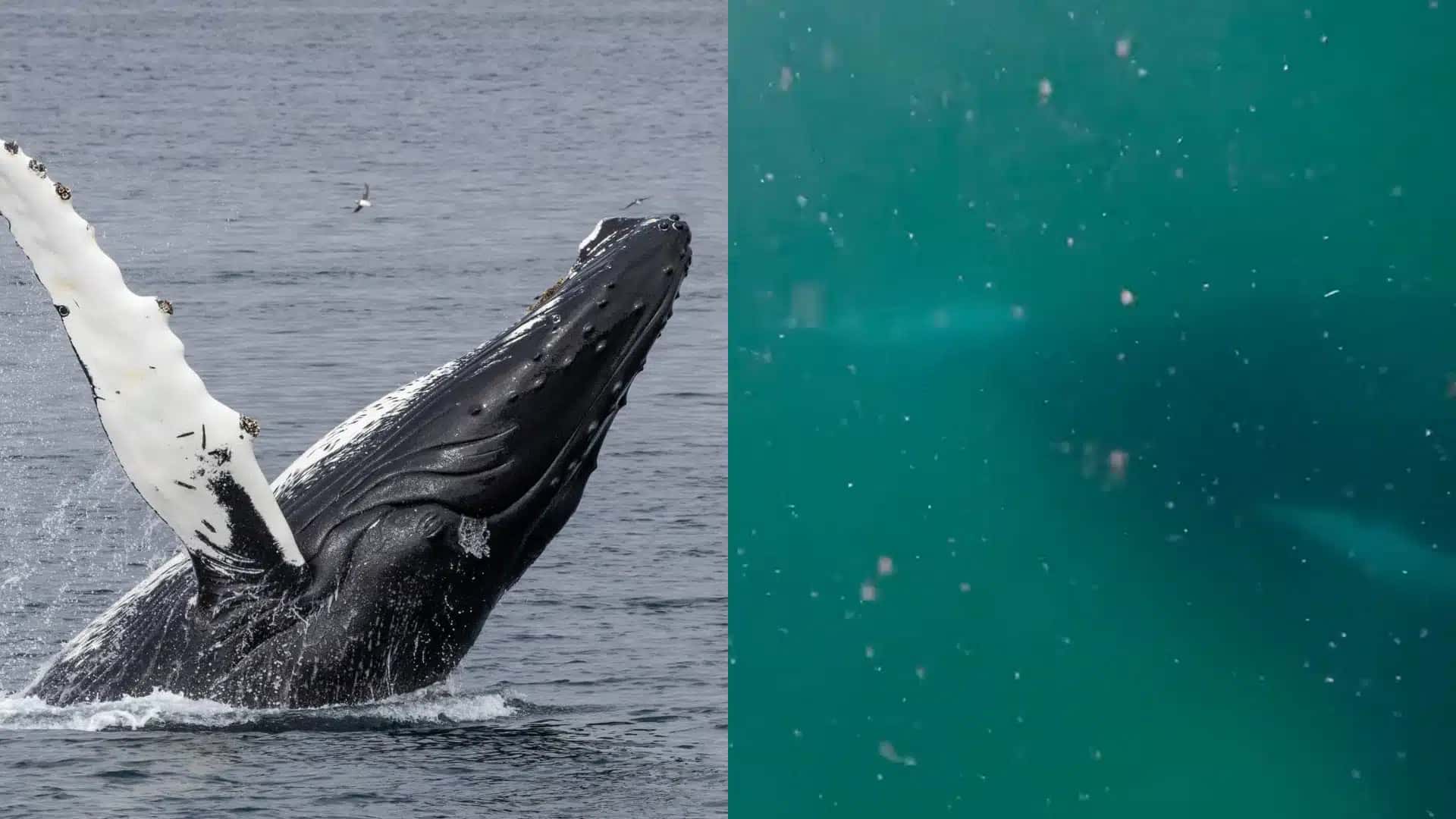 Baleia-jubarte foi vista exibindo luto por filhote que nasceu morto