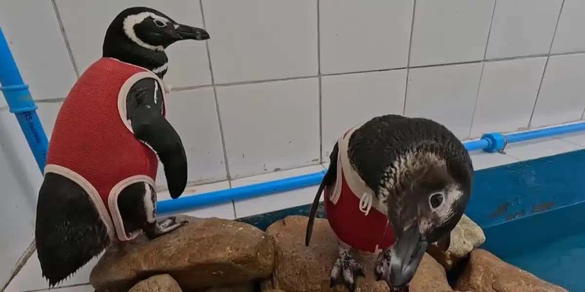 Pesquisadores chilenos desenvolveram um traje terapêutico para acelerar a recuperação de pinguins