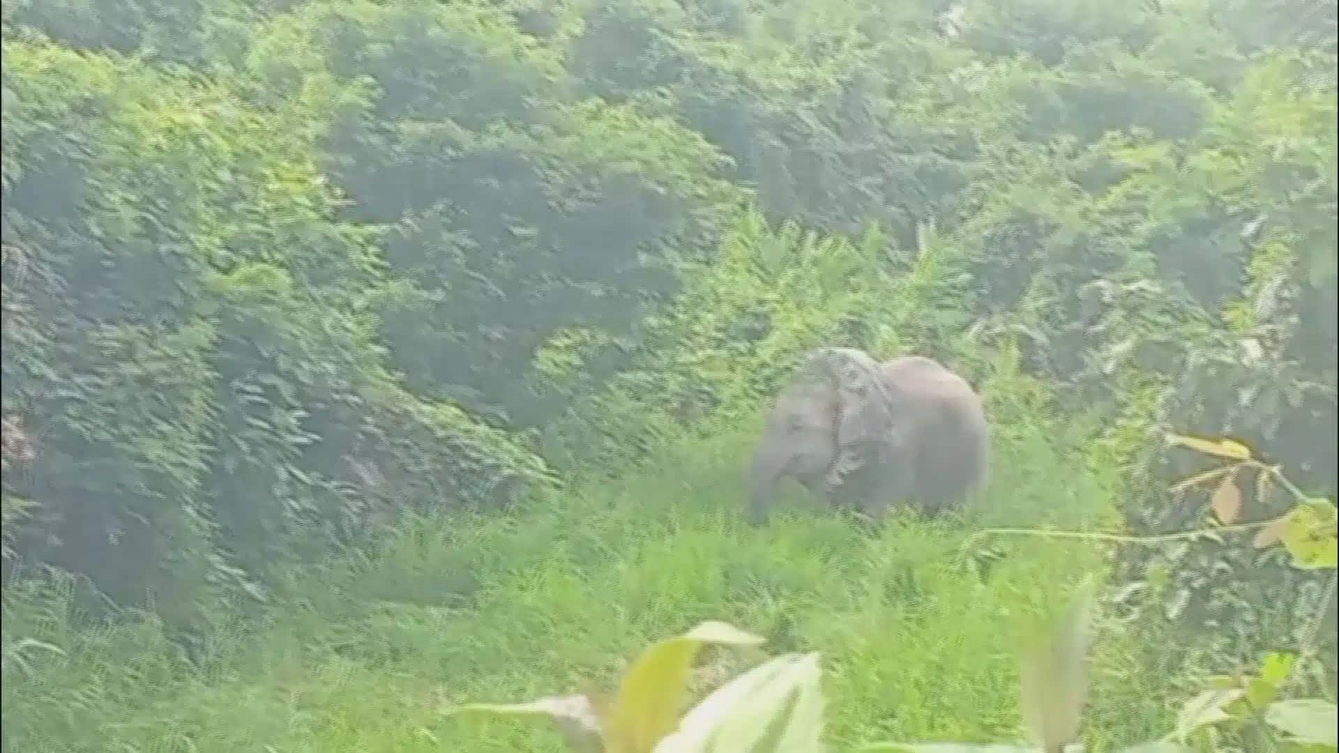 Elefante é resgatado com pneu no pescoço na Índia