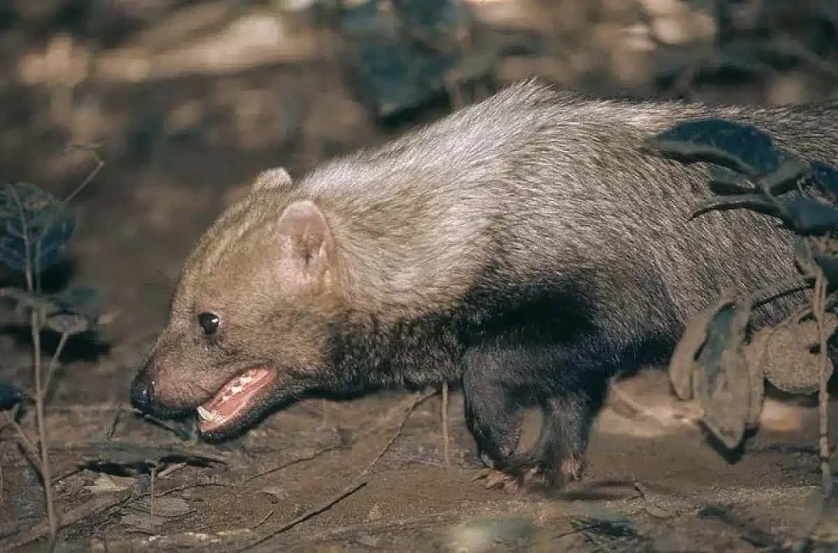 Cachorro-vinagre é um dos animais mais raros e pouco conhecidos da fauna brasileira