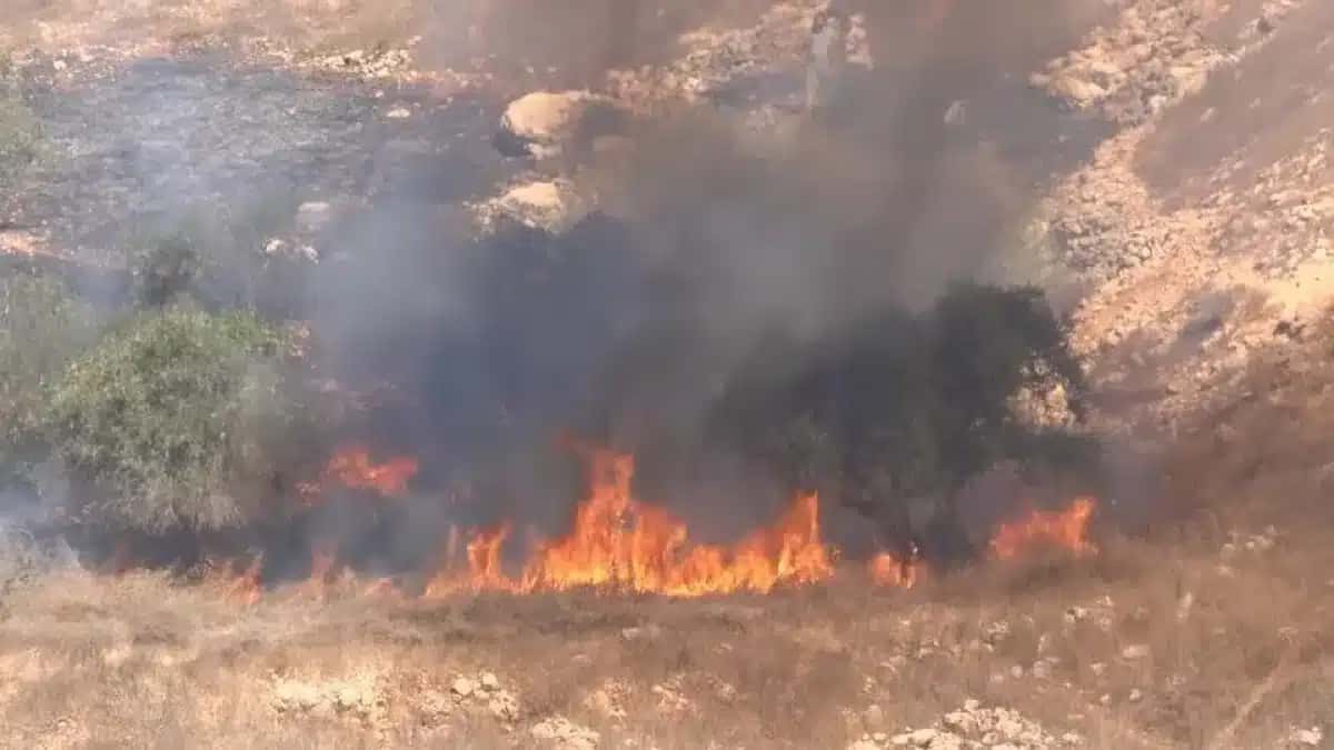 Colonos israelenses colocam fogo em oliveiras