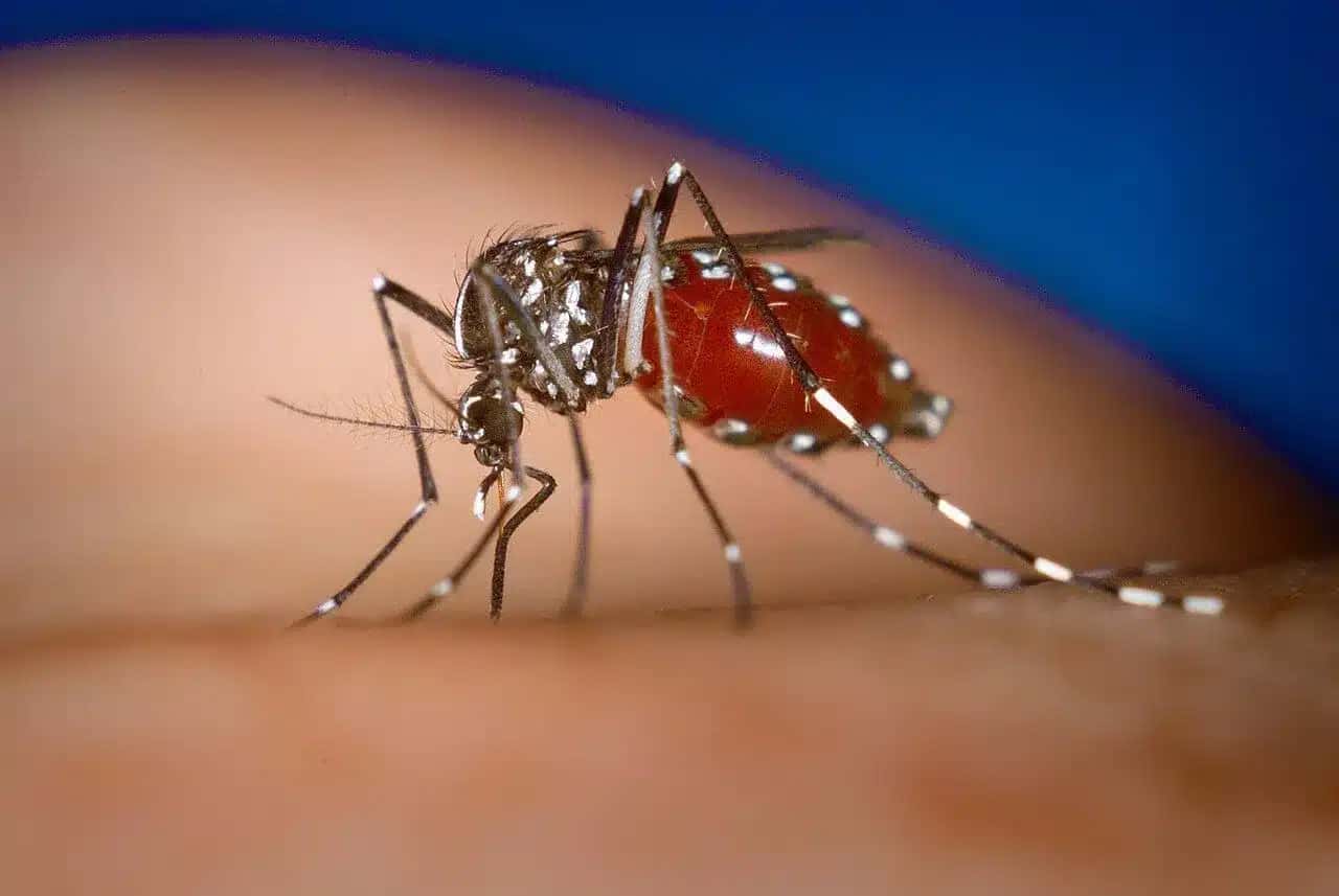 Unidades de Saúde Pública na cidade de Lisboa, Portugal, já soltaram 60 mil mosquitos e liberarão mais 30 mil nesta quinta (24)