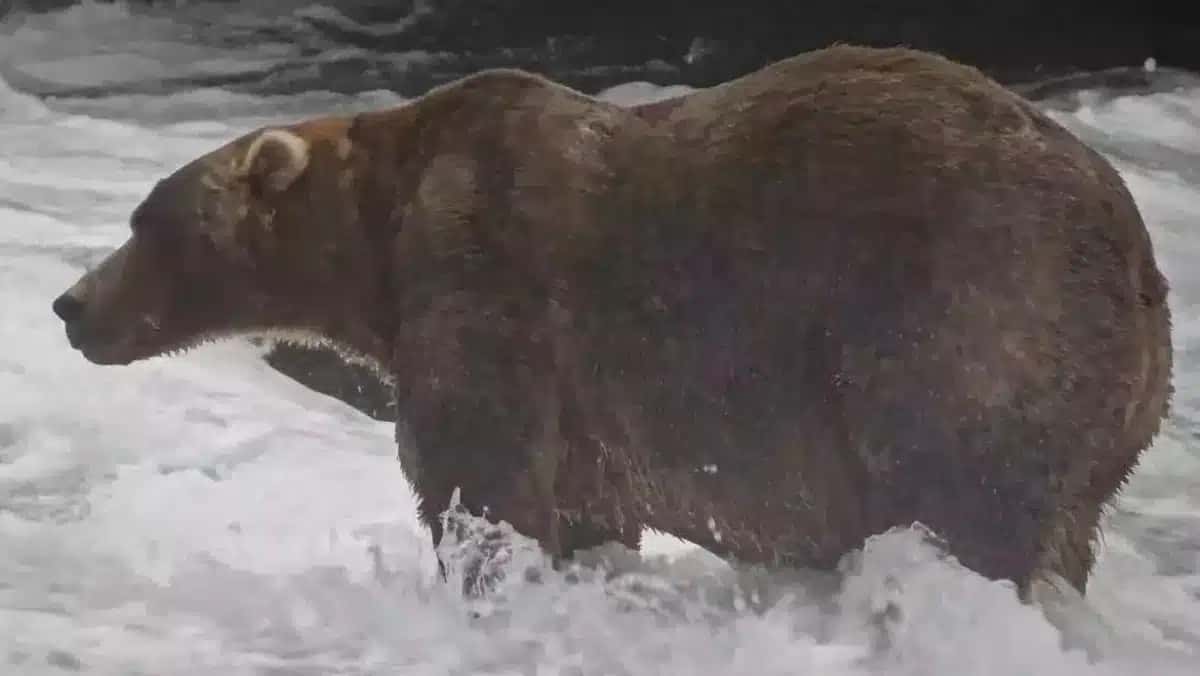 O urso Backpack, vencedor da Fat Bear Week de 2026