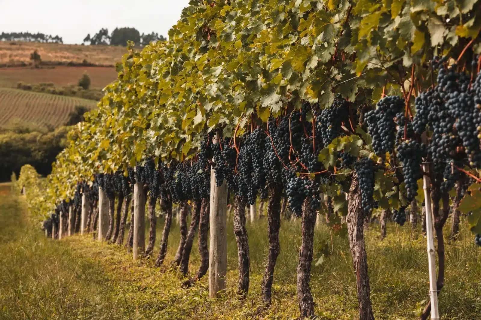 Uva plantada em espaldeira na Argentina