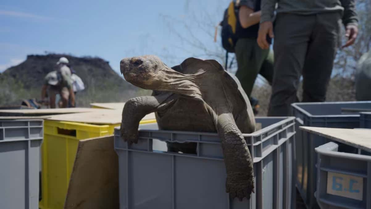 Uma tartaruga-gigante, pronta para ser solta na Ilha Floreana, Galápagos, em fevereiro de 2026