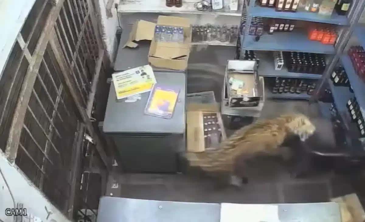 Leopardo ataca homem na Índia
