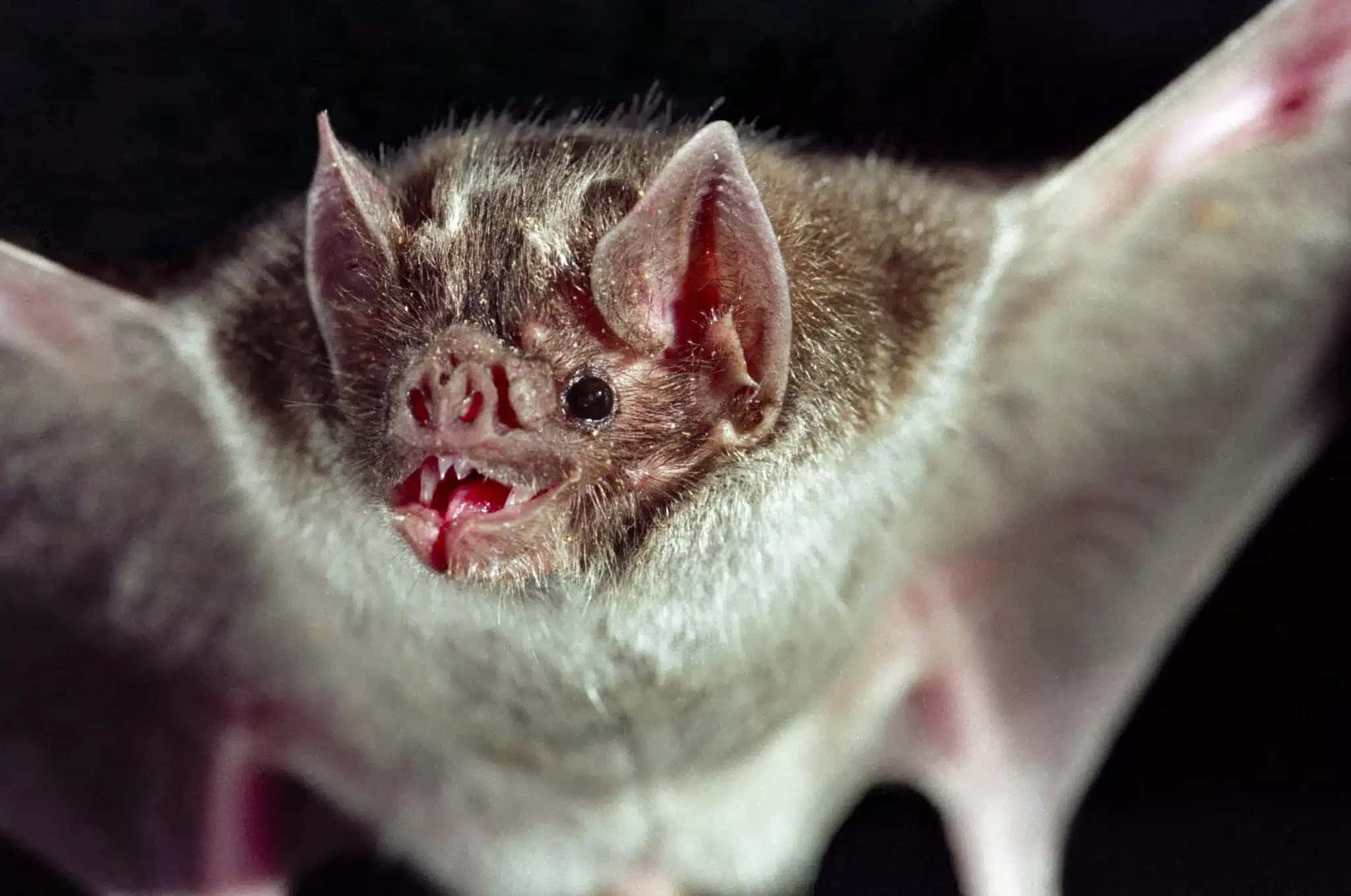 A transmissão da raiva dos morcegos aos humanos, apesar de ser rara no Brasil, tem sido analisada por estudiosos