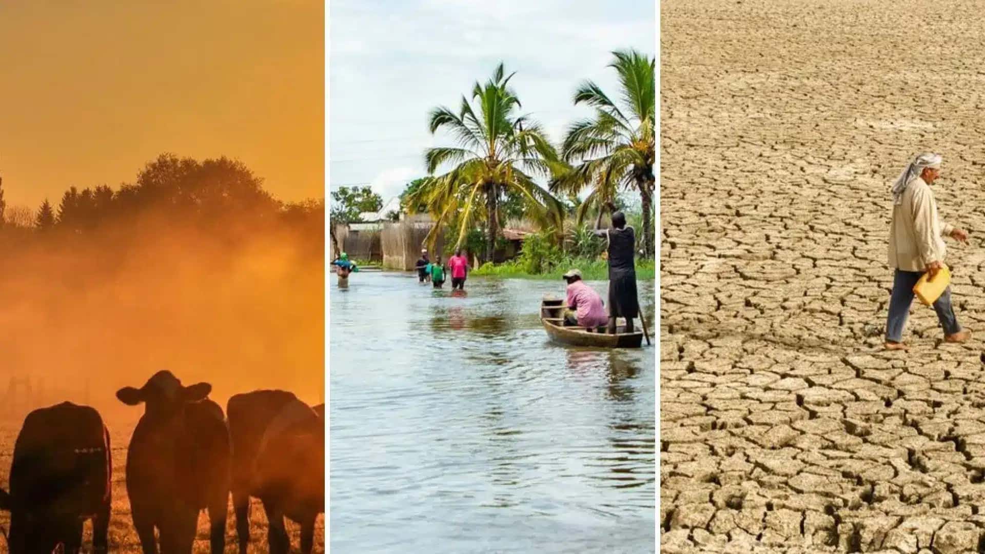 Montagem ilustrativa de imagens usadas na matéria da ONU News