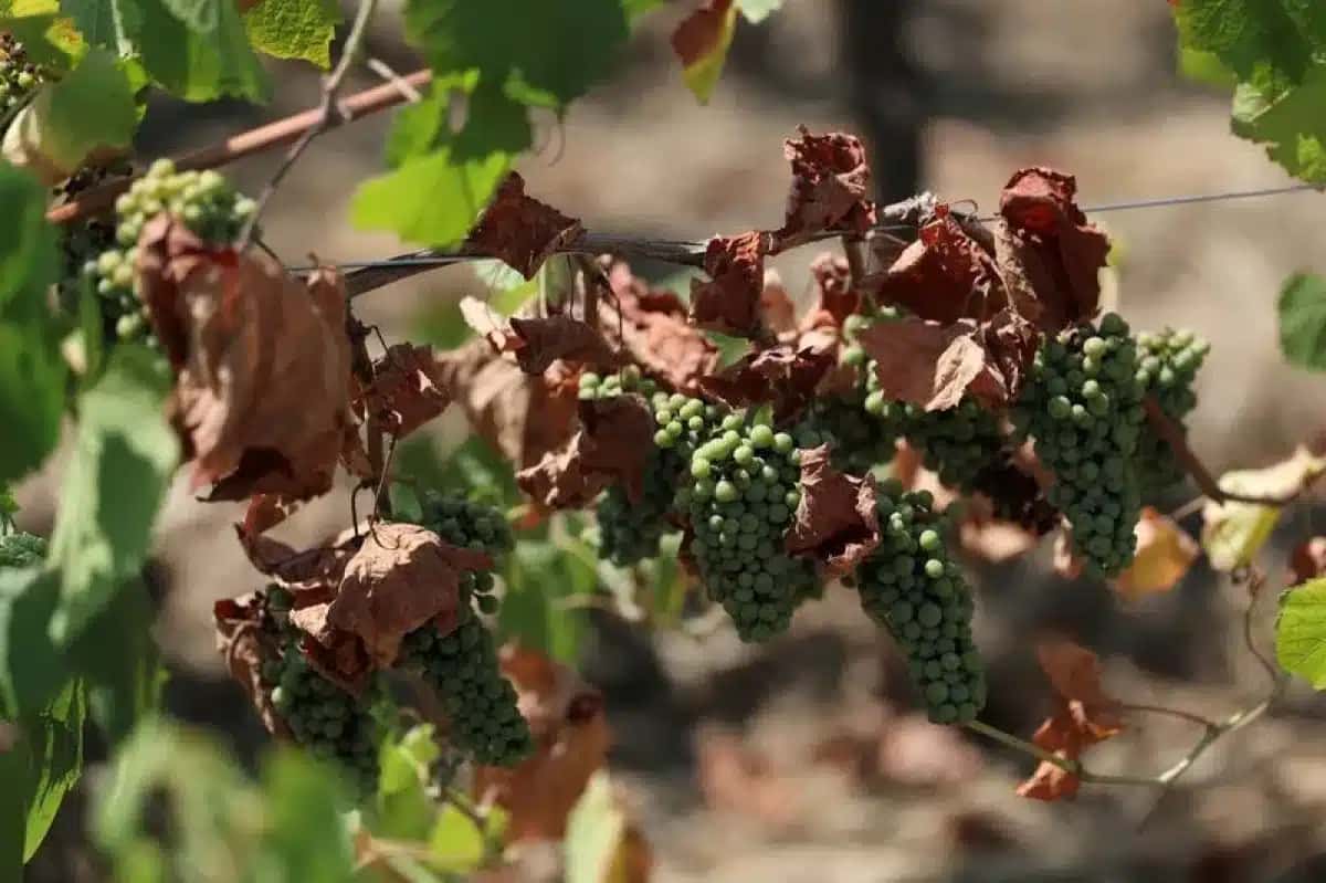 Uvas em um vinhedo de Muscadet afetado pela seca, próximo a Nantes, França