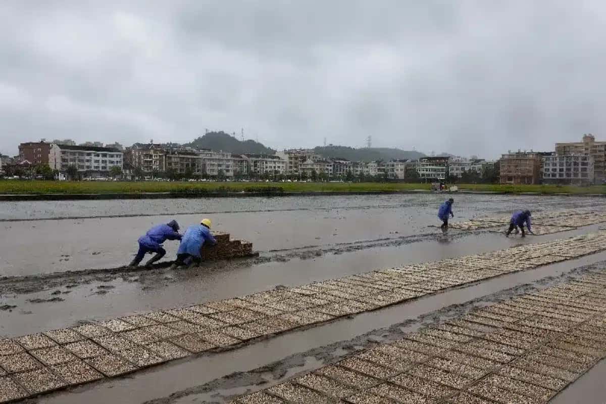 Agricultores colocam bandejas com mudas de arroz em um arrozal antes da chegada do tufão Bavi em Wenzhou