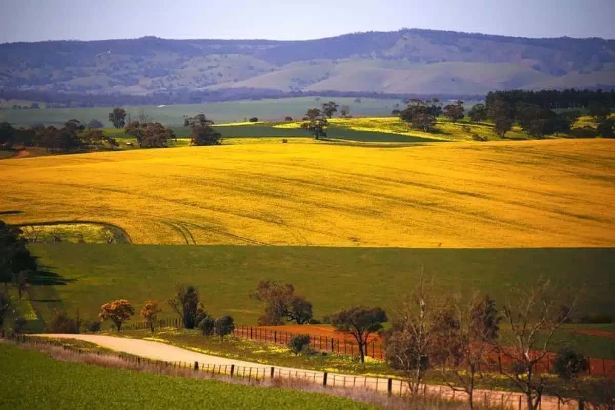 Um campo com uma plantação de canola pode ser visto próximo a uma estrada de terra localizada nos arredores da cidade de Mallala 22 de agosto de 2018. REUTERS/David Gray