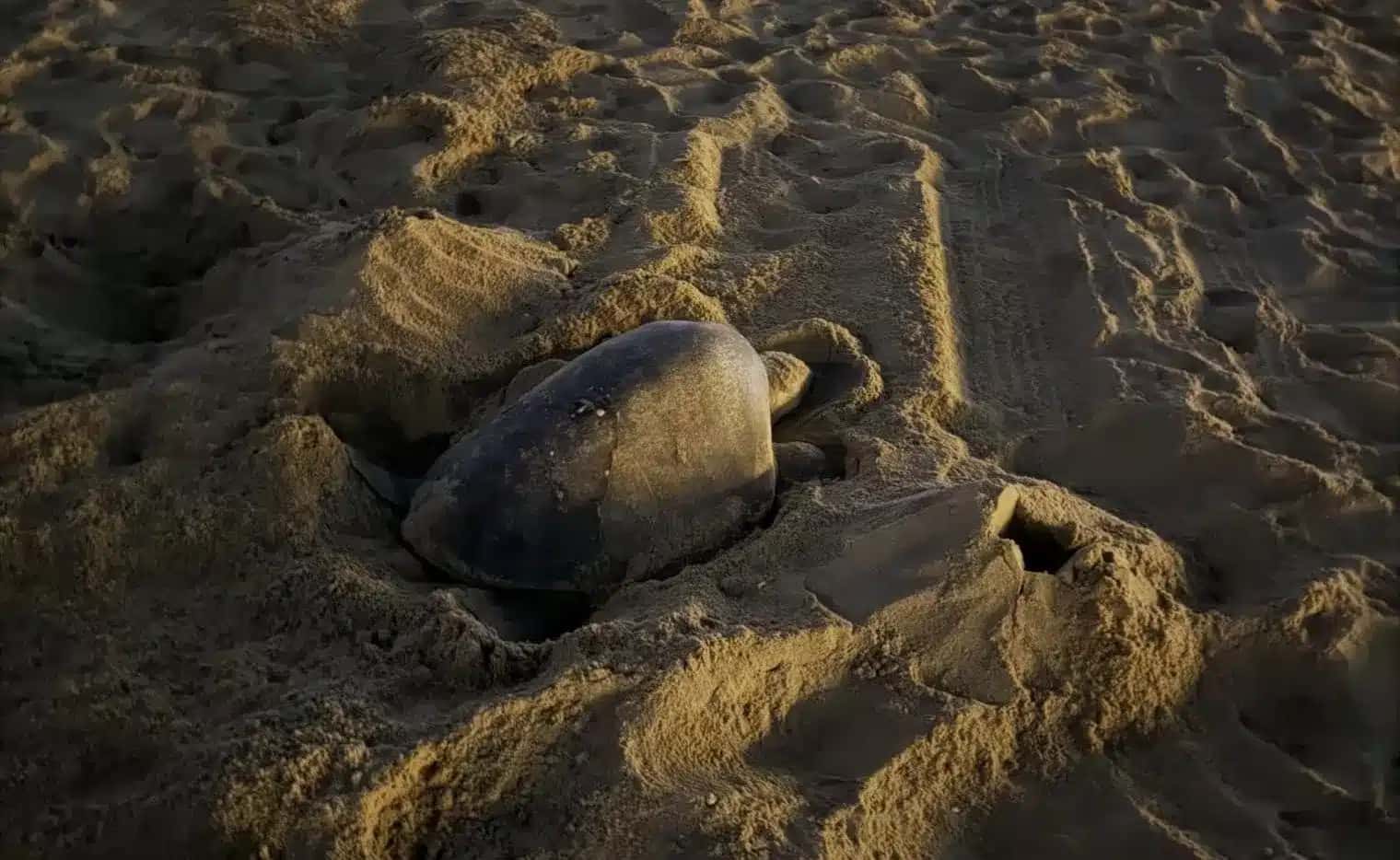 Tartarugas-marinhas de espécie rara que antes só eram vistas em áreas tropicais perto de oceanos aparecem em praias da Califórnia