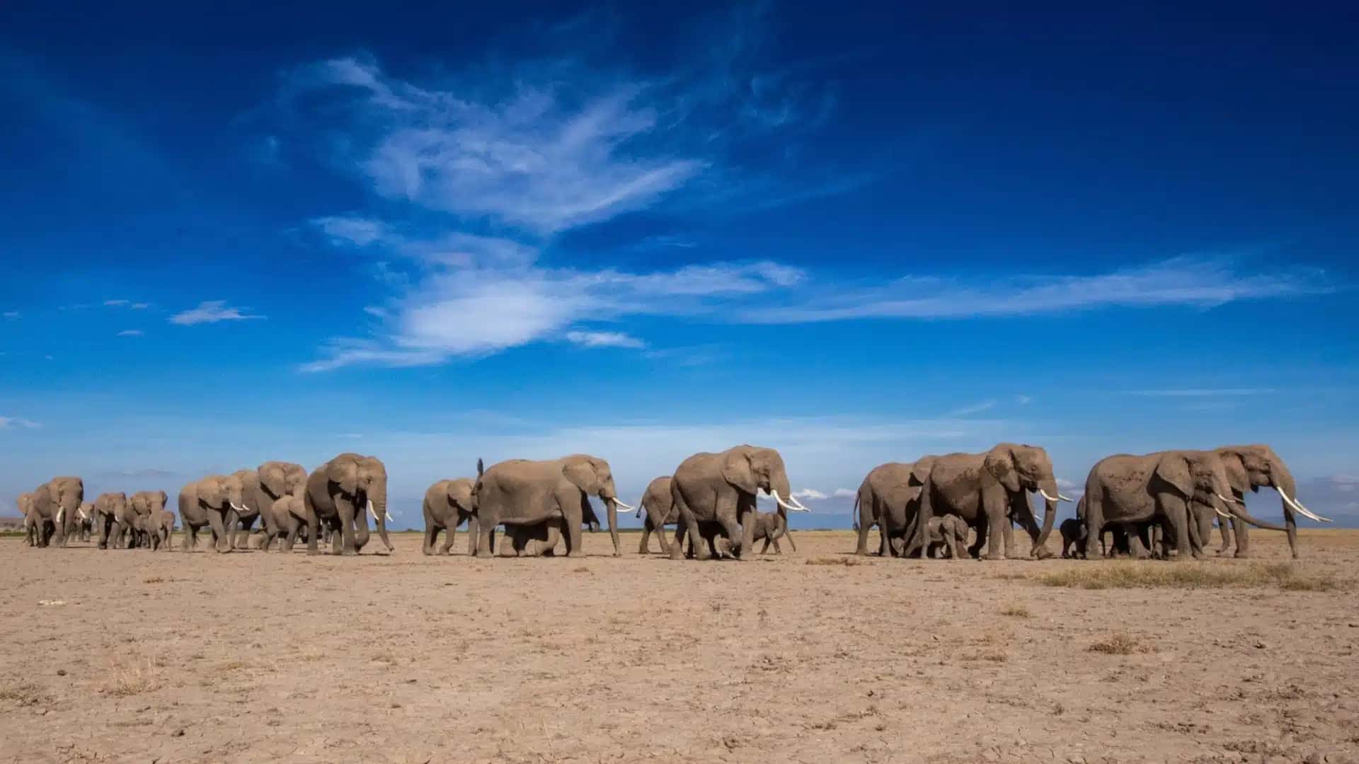 Considerados animais muito sociáveis, os elefantes africanos da savana interagem entre si emitindo grunhidos