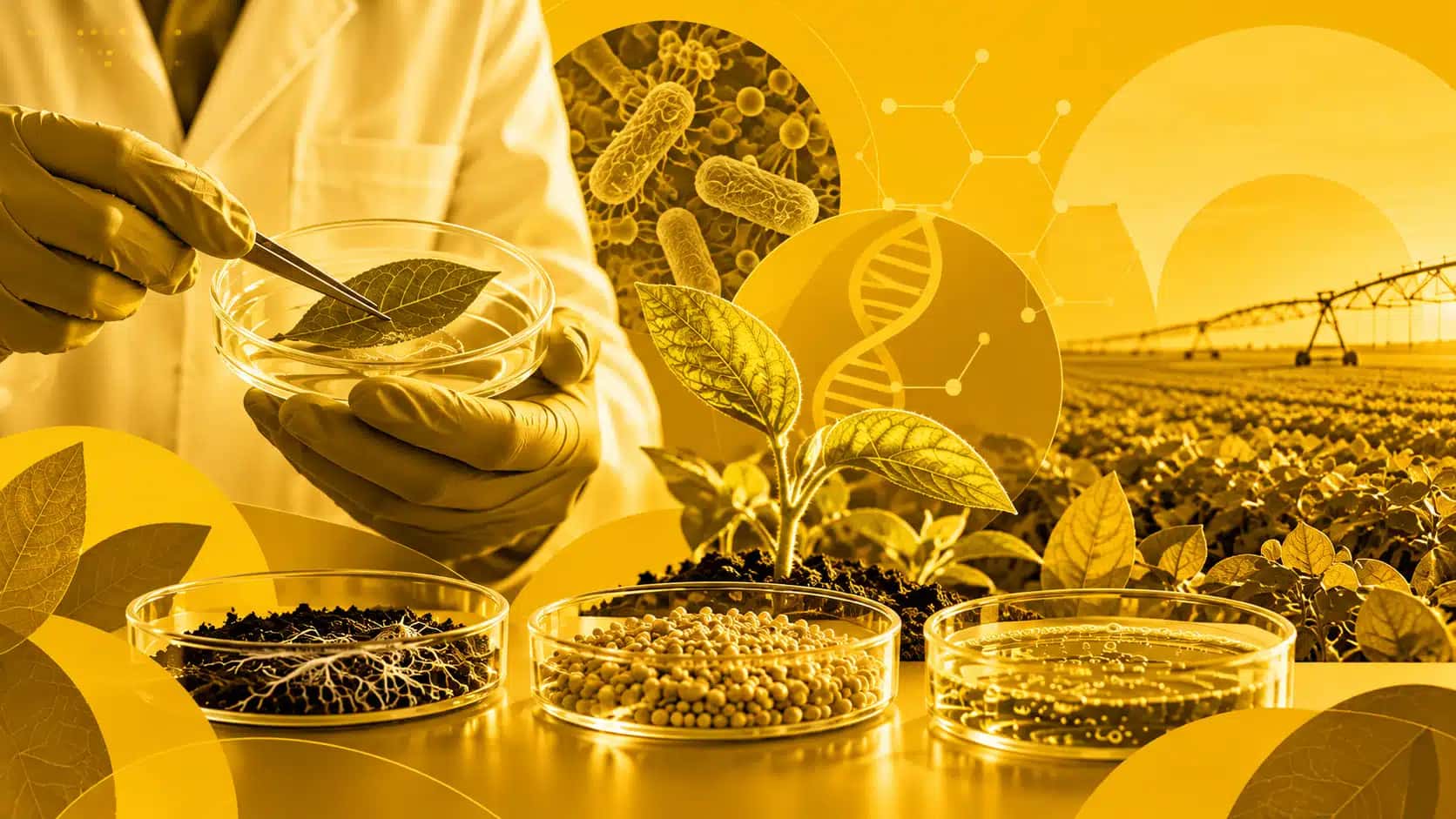 O que os candidatos têm de propostas para ciência e tecnologia no agronegócio