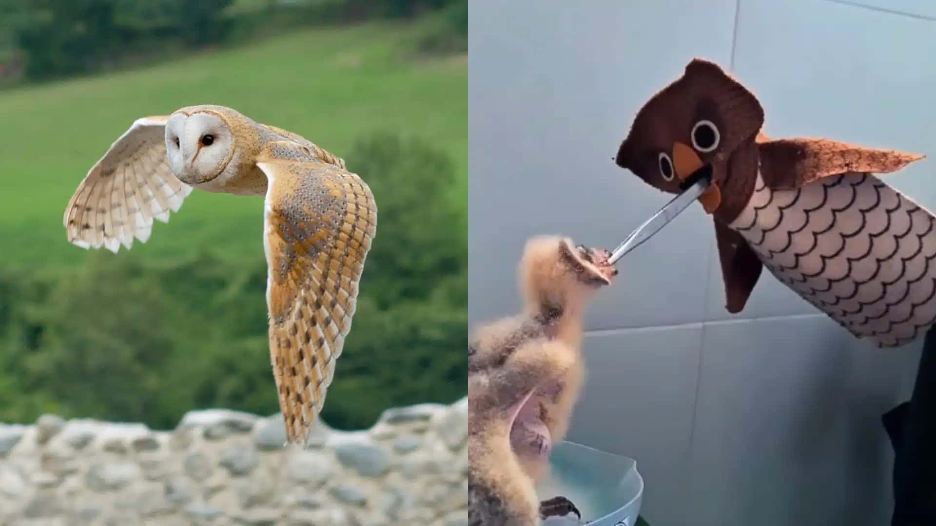 Vídeo viral mostra cuidadora usando fantoche para simular o cuidado natural dos filhotes pelas mães coruja.