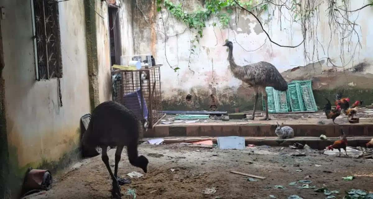Emus foram encontrados em uma residência em Campo Grande, na Zona Oeste do Rio, após um deles ser visto correndo entre os carros pelas ruas do bairro.