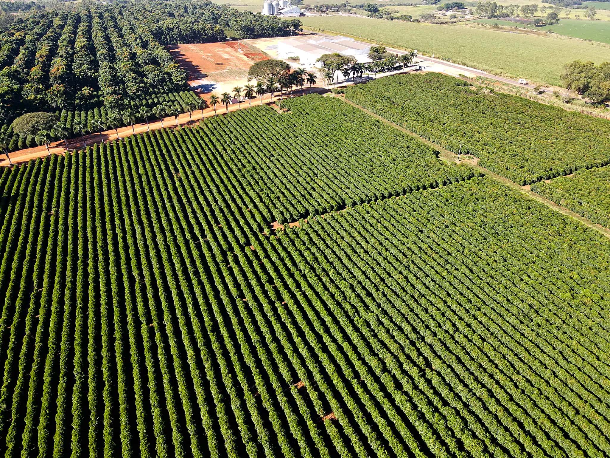 Fazenda de café da Ruiz Coffees