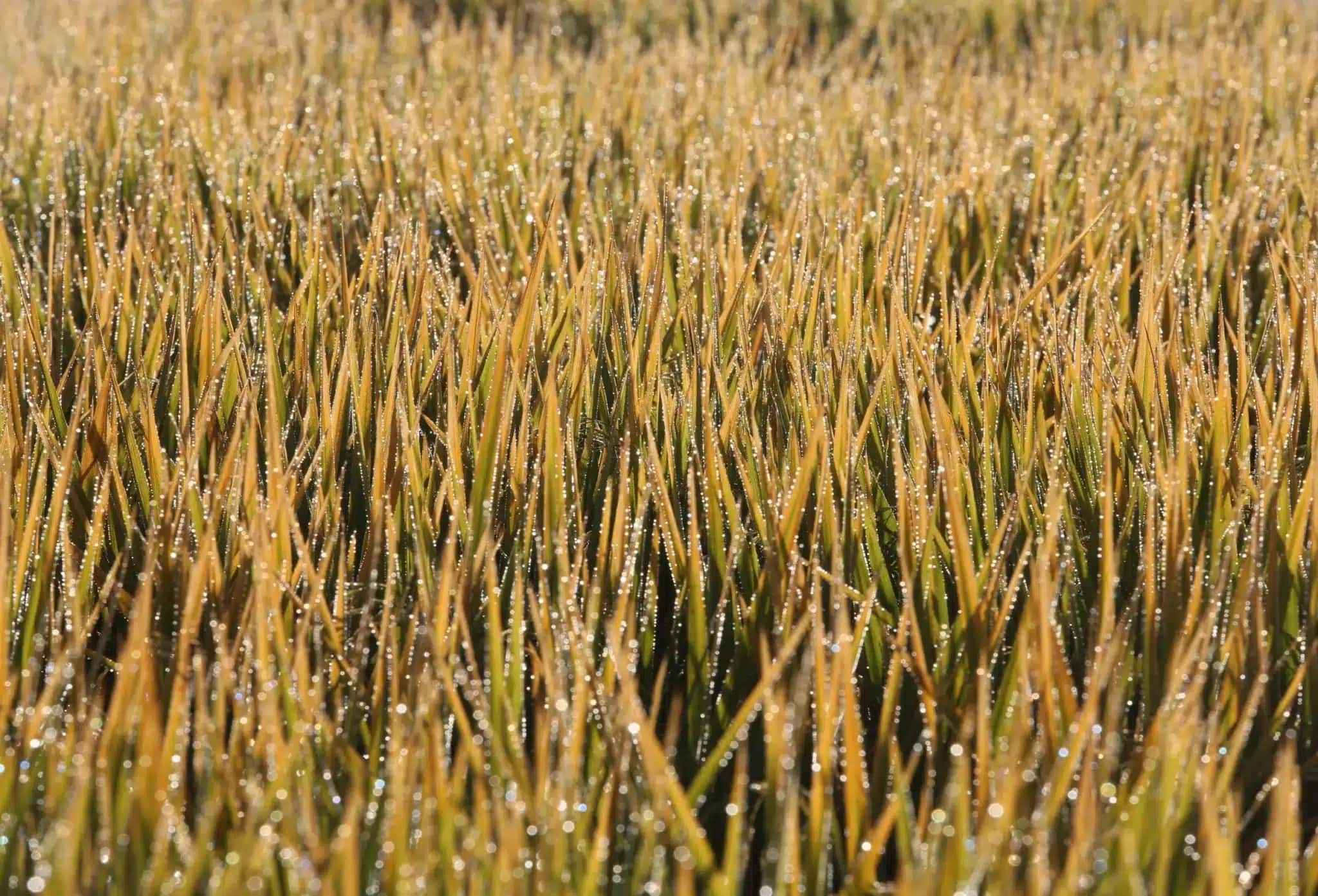 Exportações de arroz foram retomadas no Rio Grande do Sul.