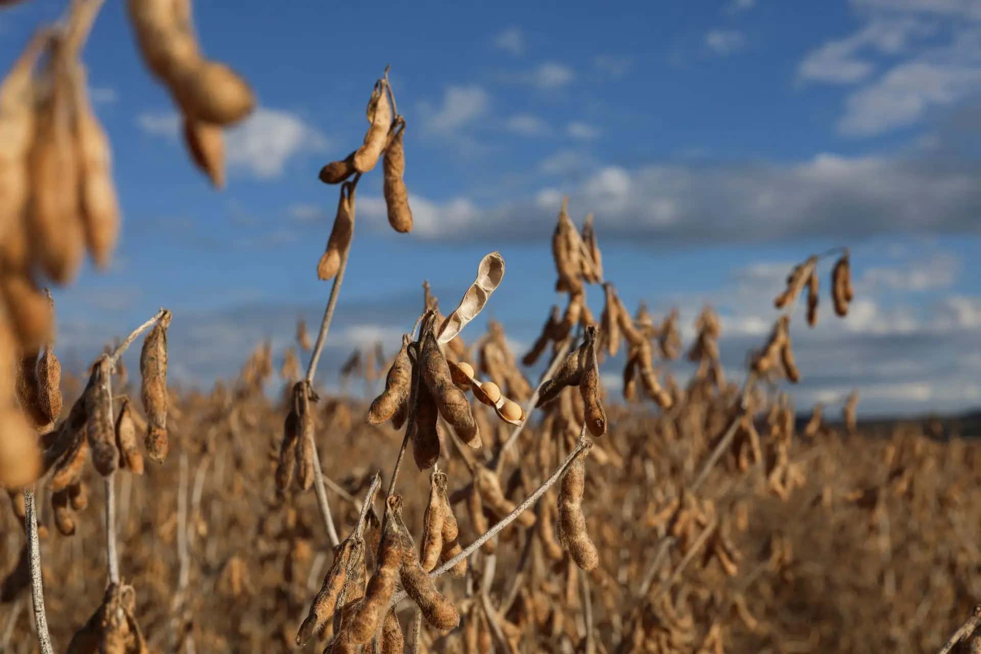 Plantas de soja são fotografadas em um campo em Ponta Grossa, no estado do Paraná, Brasil – 25/04/2023 | Foto: REUTERS/Rodolfo Buhrer