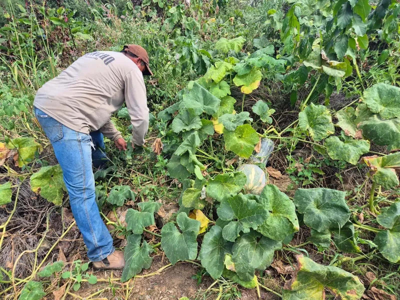 Trabalhador rural em produção de abóbora cabotiá.