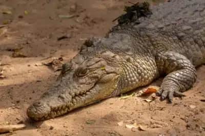 Dinossauros sumiram, crocodilos ficaram: refúgio perto do Equador pode explicar a sobrevivência