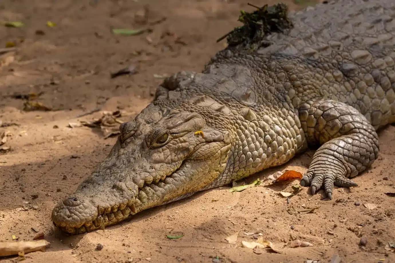 Crocodilo: análise de DNA revelou a origem dos répteis desaparecidos há mais de 200 anos no arquipélago | Foto: Reprodução/Exame