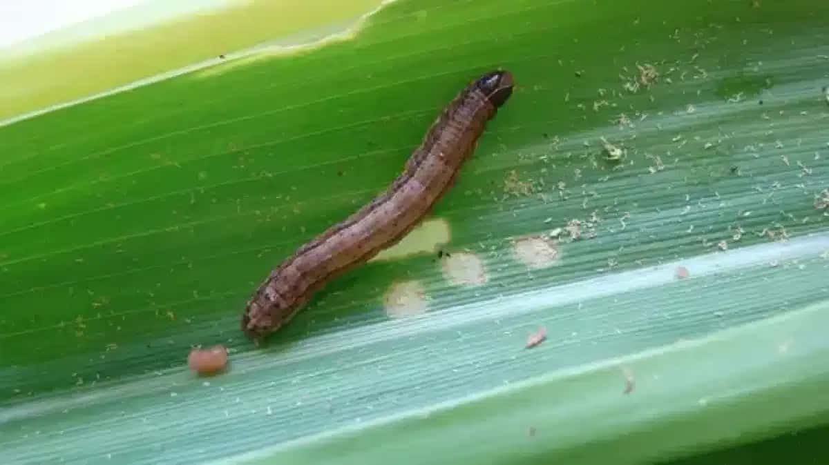 Ferver cebola com alho na água cria escudo contra lagartas | Foto: Reprodução/CNN Brasil
