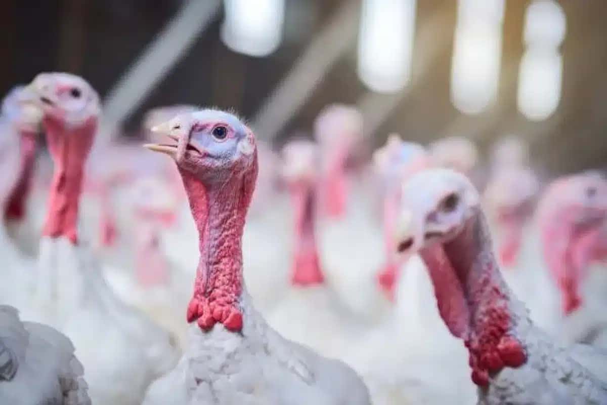 Ministério da Agricultura confirma caso de Newcastle em granja de Santa Catarina
