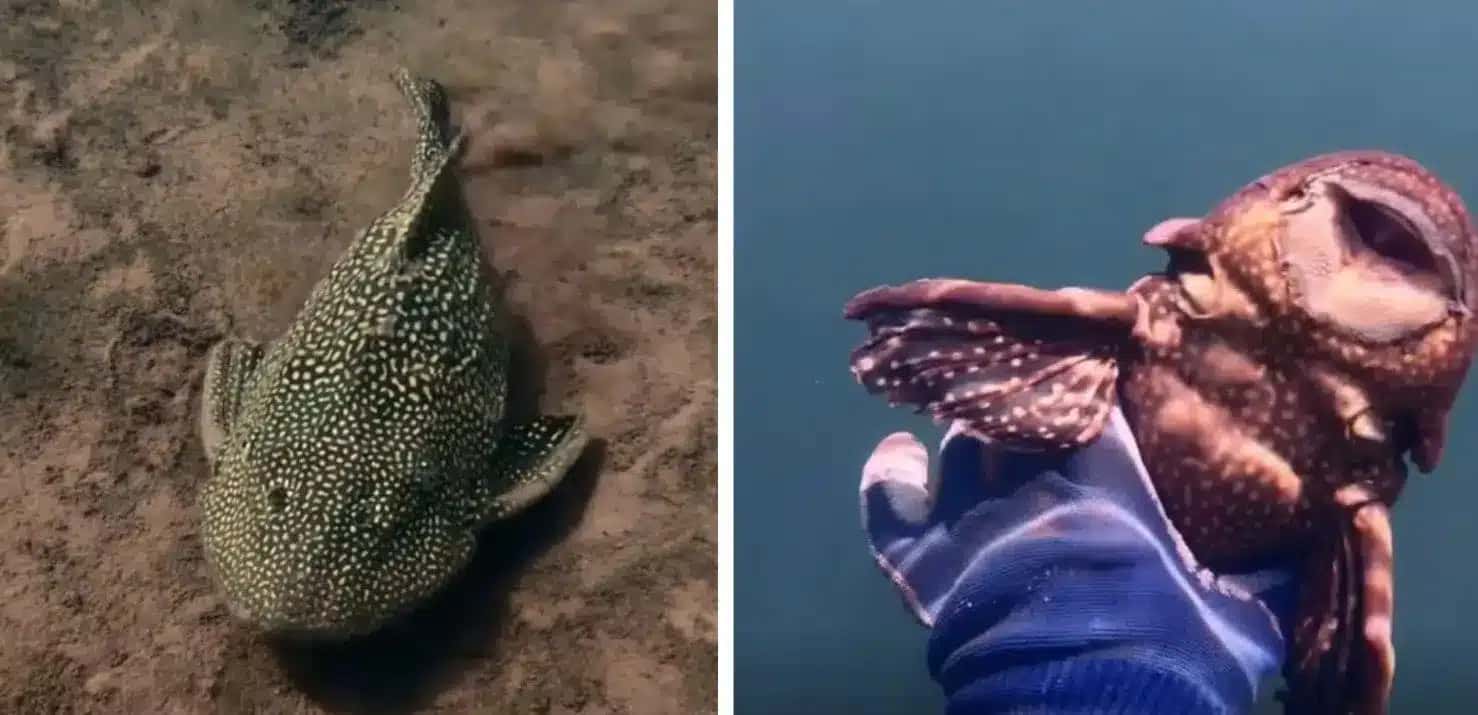 Mergulhador Bruno Sub encontrou um peixe de corpo coberto por placas extremamente rígidas durante uma imersão no Rio Paranaíba, localizado no município de São Simão, no sul goiano.