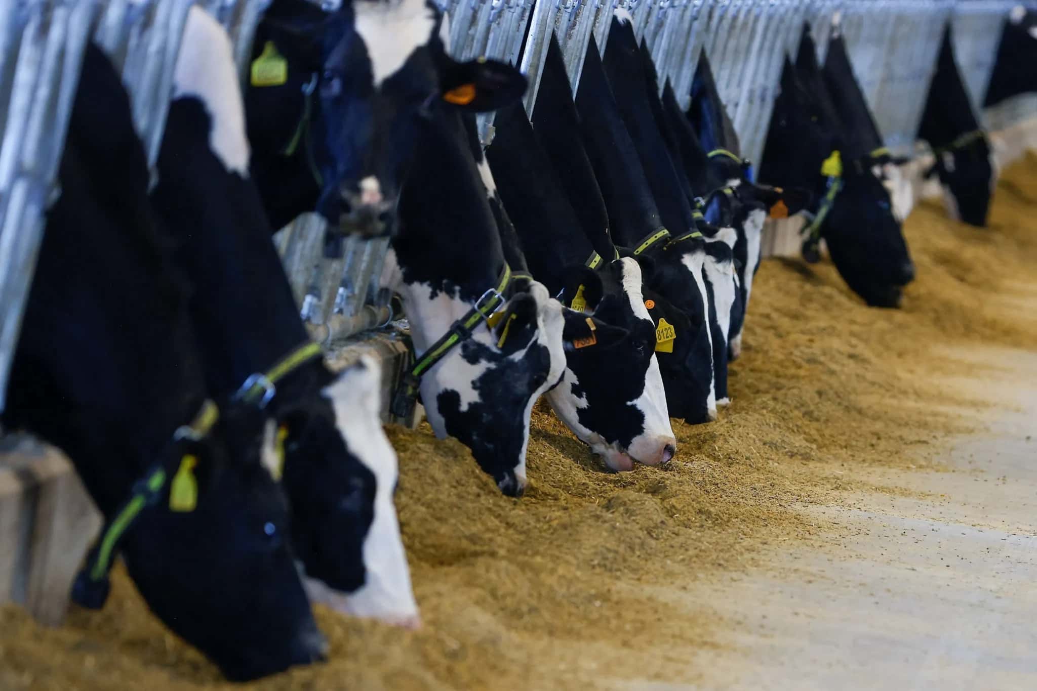 Vacas se alimentando de ração na Itália | Foto: Reuters