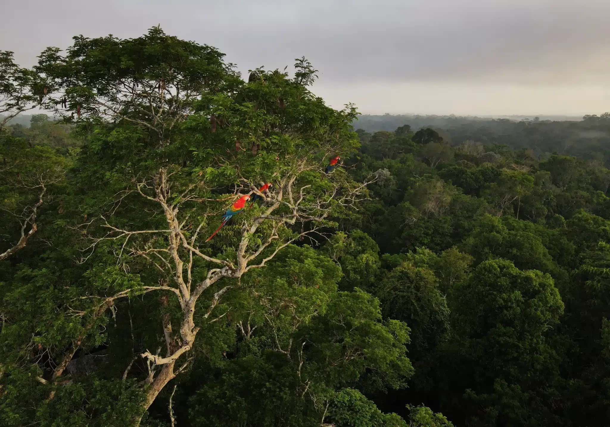 Região Amazônica no Brasil tem menor queda de desmatamento desde 1988.