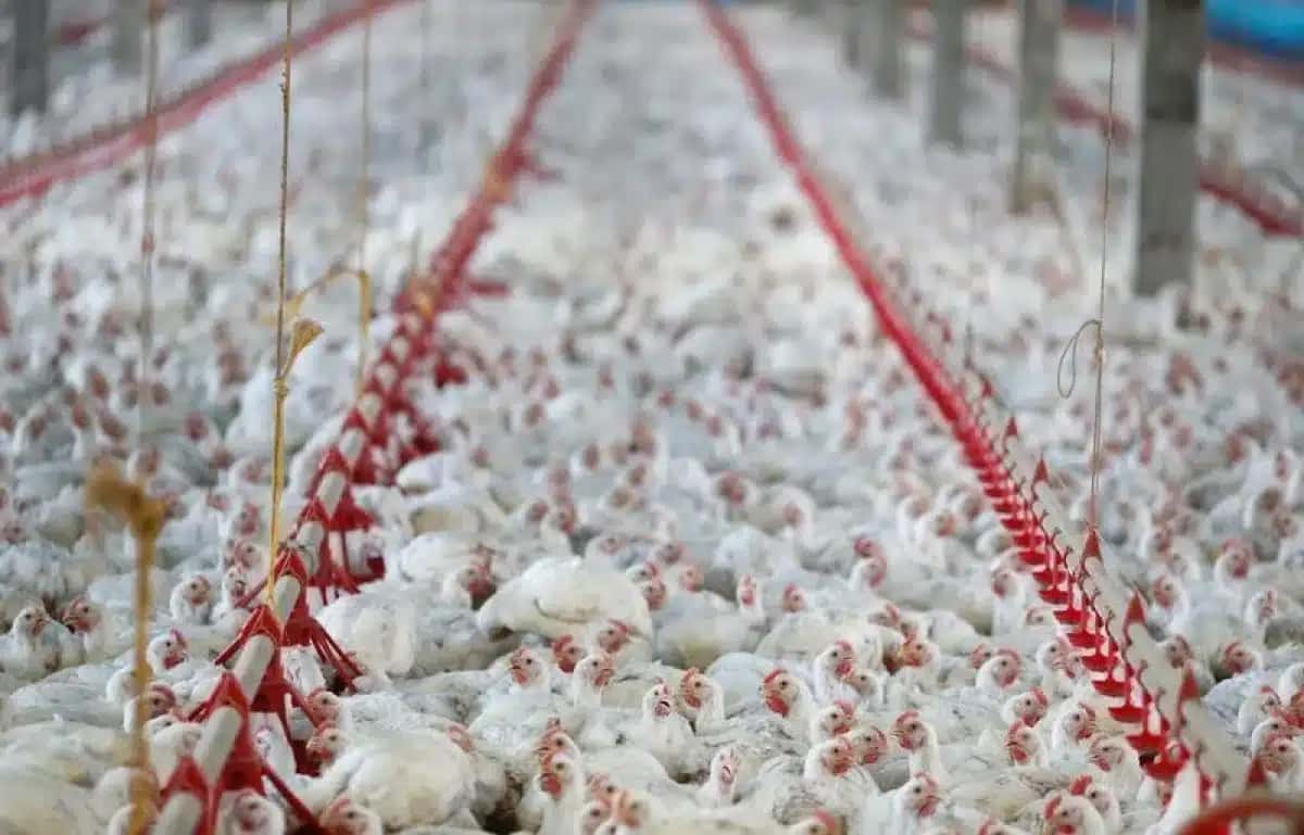 Frangos são fotografados numa fábrica de aves na cidade da Lapa.