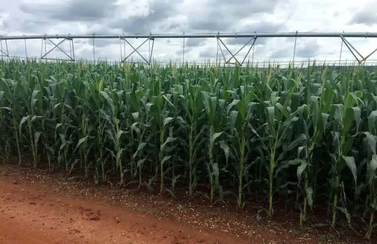 Uma plantação de milho é vista na fazenda Cercado Grande, no Brasil.