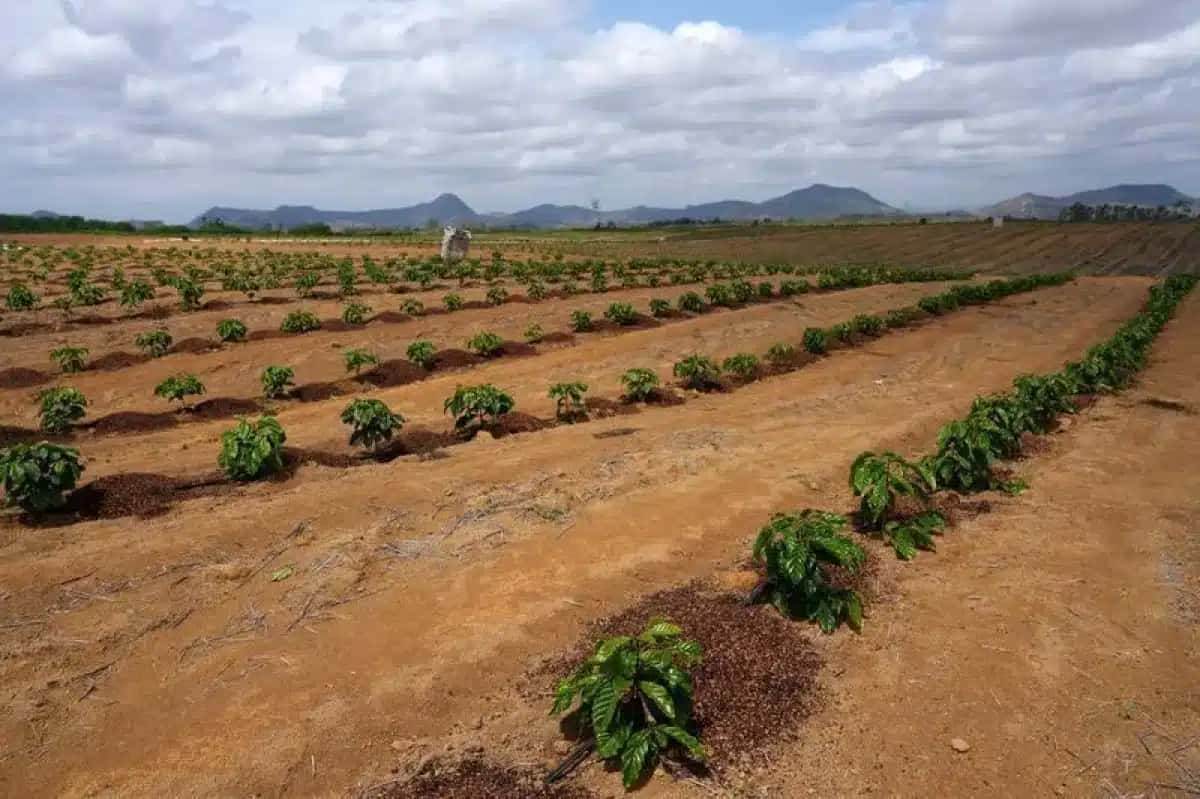 FOTO DE ARQUIVO: Produtores brasileiros de café robusta apostam na qualidade em meio à alta dos preços e às preocupações com o clima