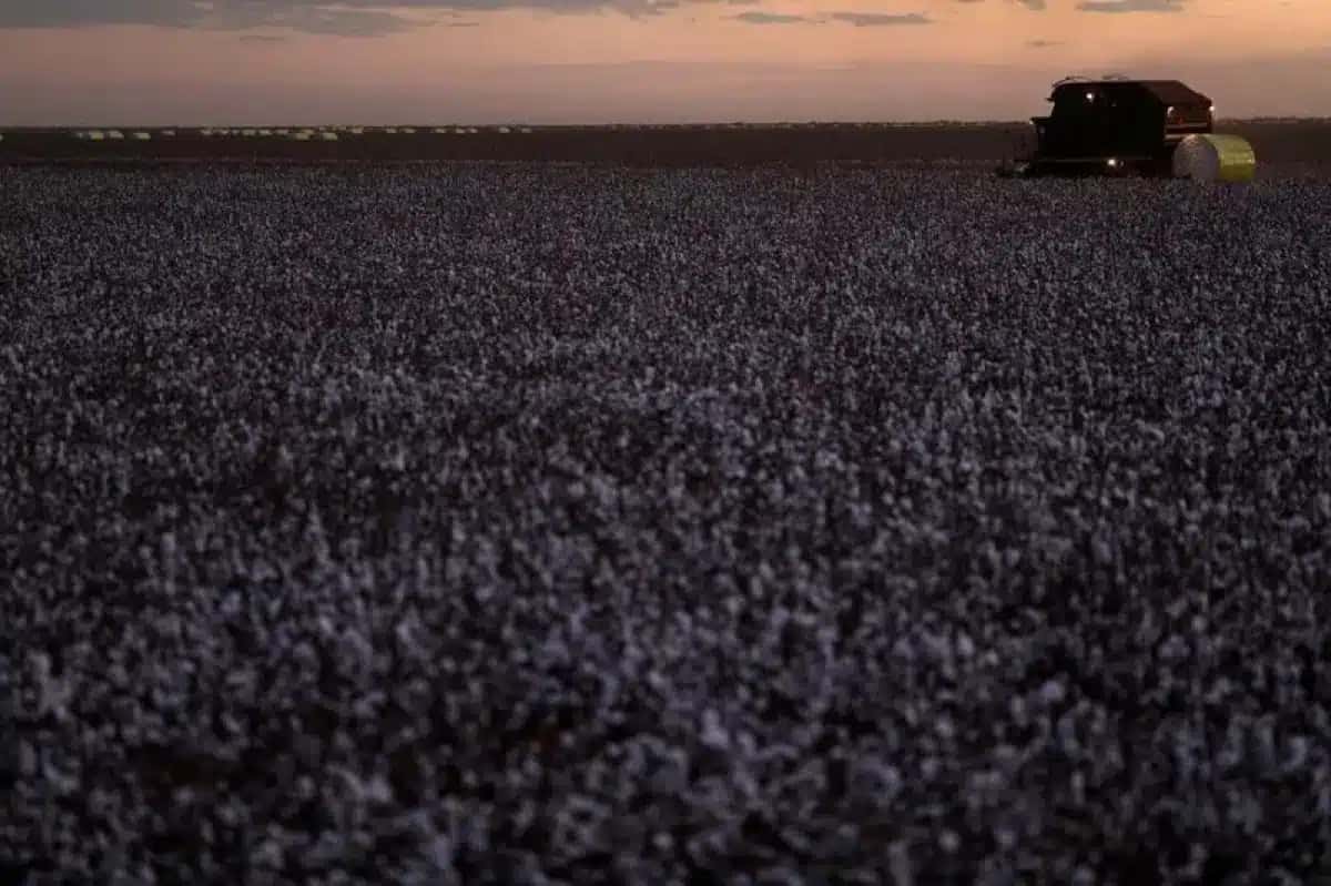 Máquinas trabalham na colheita do algodão na Fazenda Guarani, da família Catelan, no distrito de Roda Velha, próximo a Luís Eduardo Magalhães