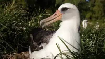 Wisdom, albatroz de 75 anos, volta a Midway com o macho EX25 e já tem até 36 filhotes estimados