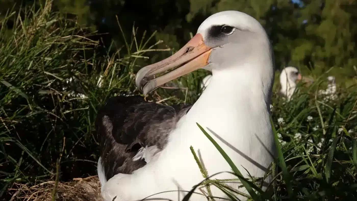 Wisdom, em janeiro de 2021, ano em que se tornou avó | Foto: Reprodução/CNN Brasil