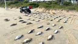 Mais de 290 pinguins-de-Magalhães são encontrados mortos em praias de Florianópolis
