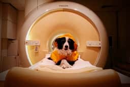 Estudo revela que cães conseguem perceber emoções humanas por meio de expressões faciais