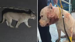 Onça-parda ataca pitbull em condomínio no Jardim Peri, zona Norte de SP
