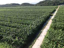 Yara e Bananas Corrêa iniciam projeto para reduzir em até 60% a pegada de carbono na produção