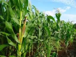Mercado de grãos: milho e soja mantêm preços altos, enquanto trigo enfrenta redução de área plantada